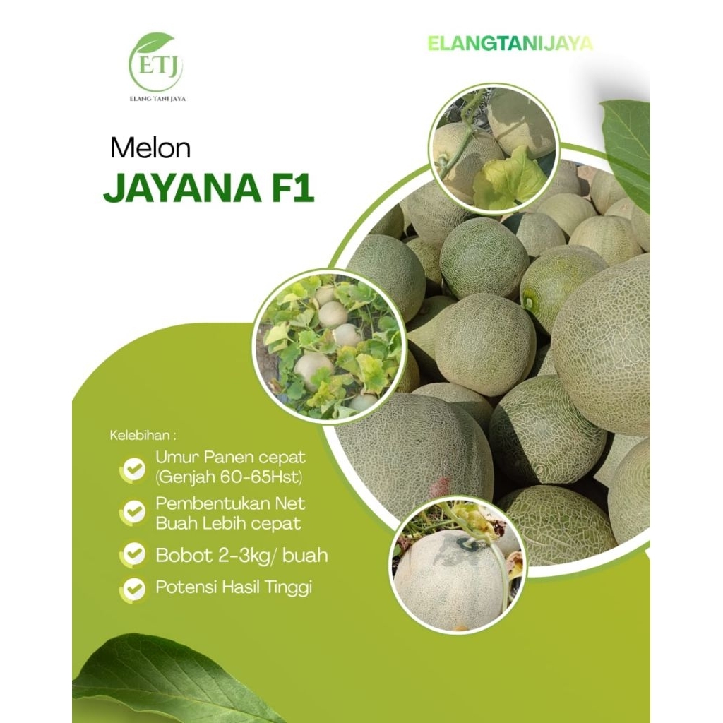Benih Melon Hijau Jayana F1 Ouval Seed 13 gram sudah tahan virus umur genjah
