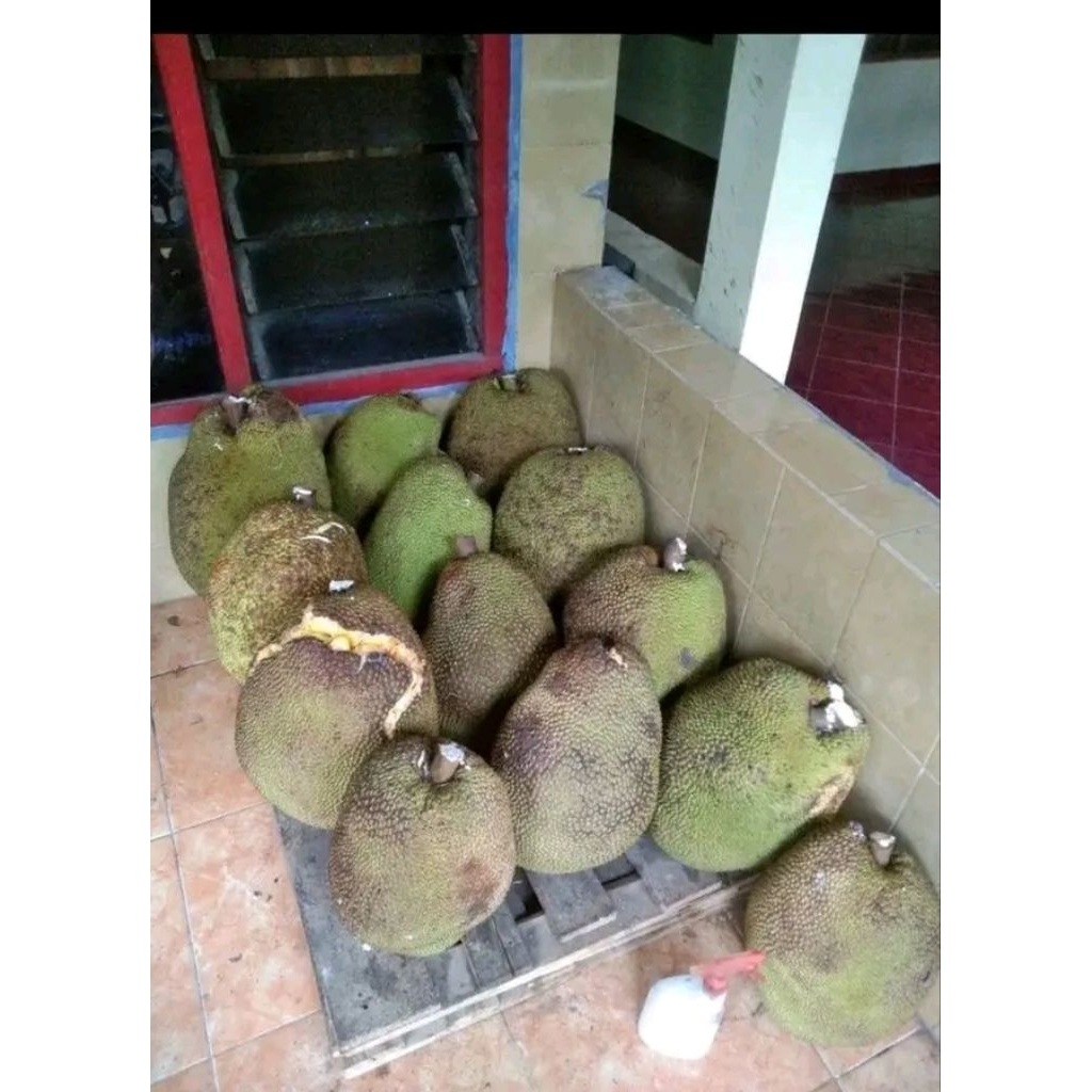 BUAH NANGKA 1PCS UTUH ASLI INDRAMAYU