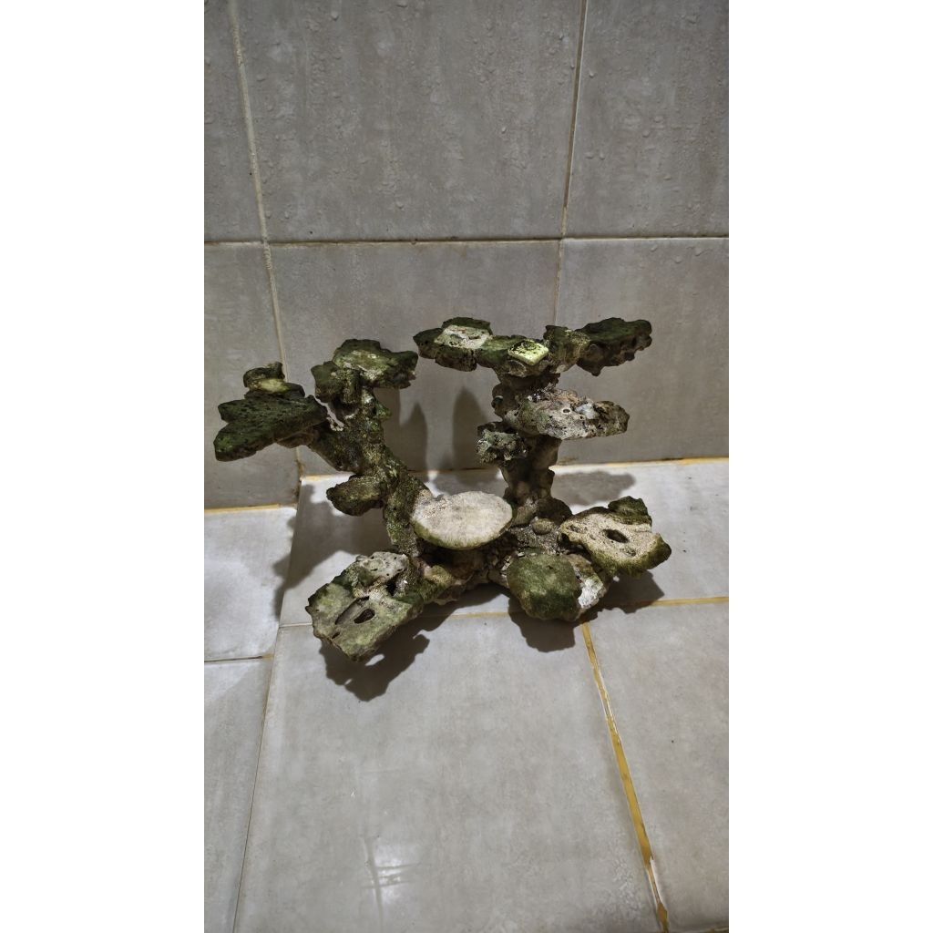 Scaping reef tank uk 35 cm
