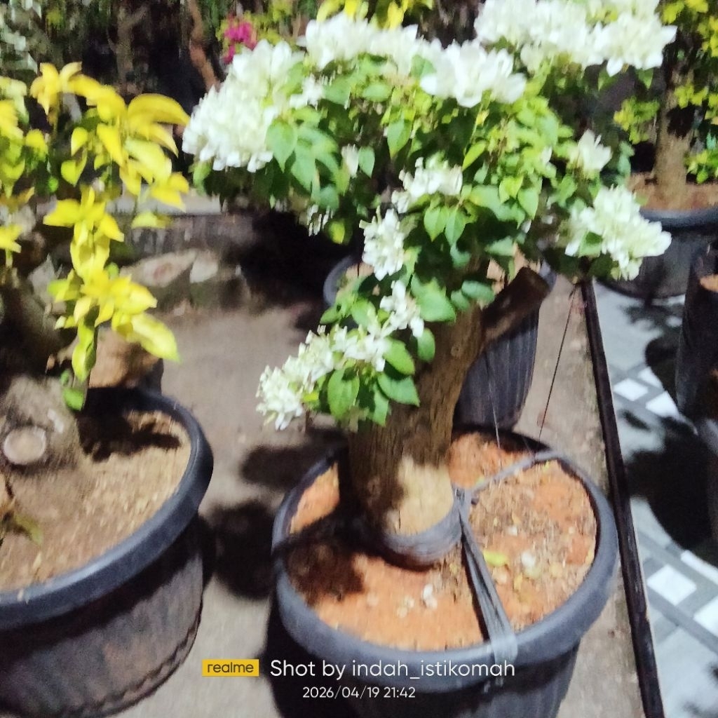 bunga Bougenville Singapore putih