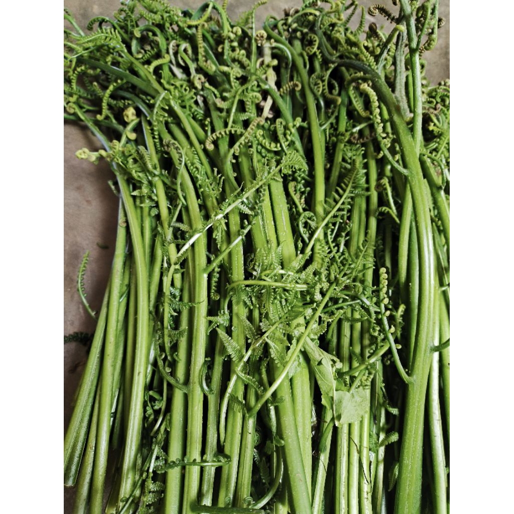 Pakis Sayur Segar Pakis Paku Sayuran Pakis Paku