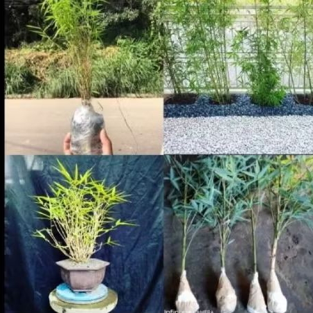 Tanaman hias bambu kuning mini / bambu jepang