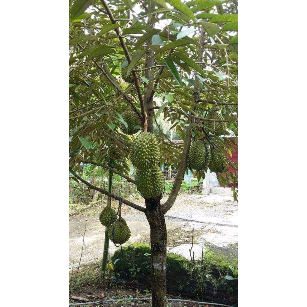 bibit durian musang king kaki tunggal siap tanam //mudah berbuah