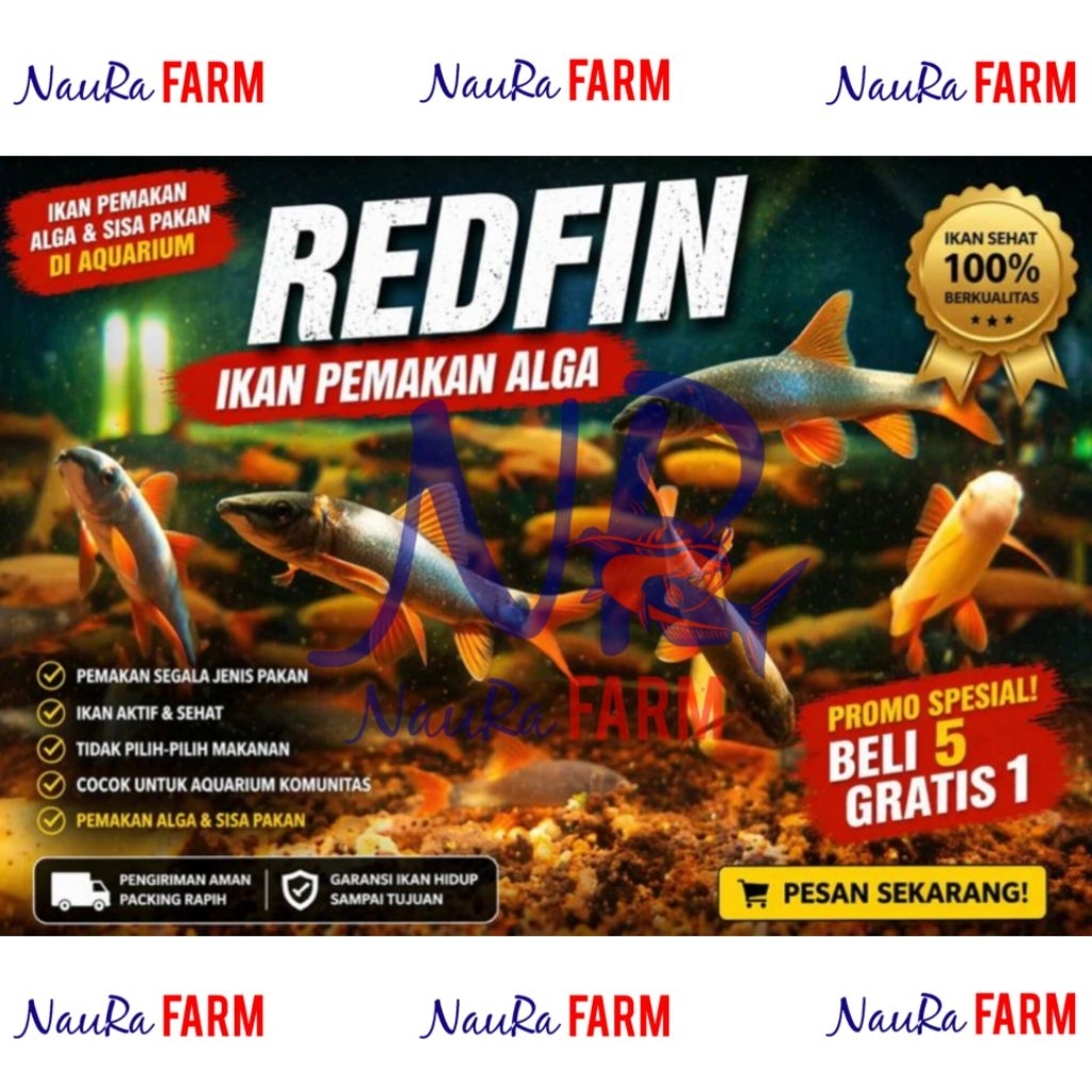 Sirip Merah Redfin Shark Pembersih Aquarium Aquascape - Ikan Hias Pemakan Alga Lumut dan Sisa Pakan