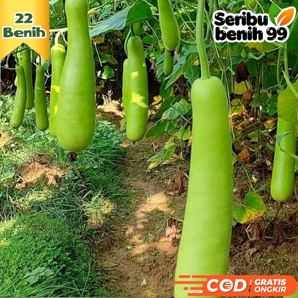 Seribu Benih99 - BIJI BENIH LABU PUTIH | LABU AIR PANJANG