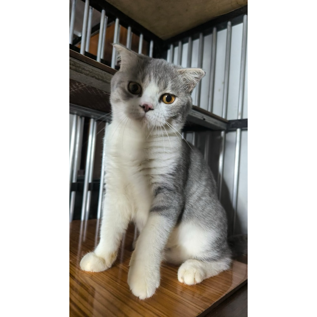 kucing scootish fold