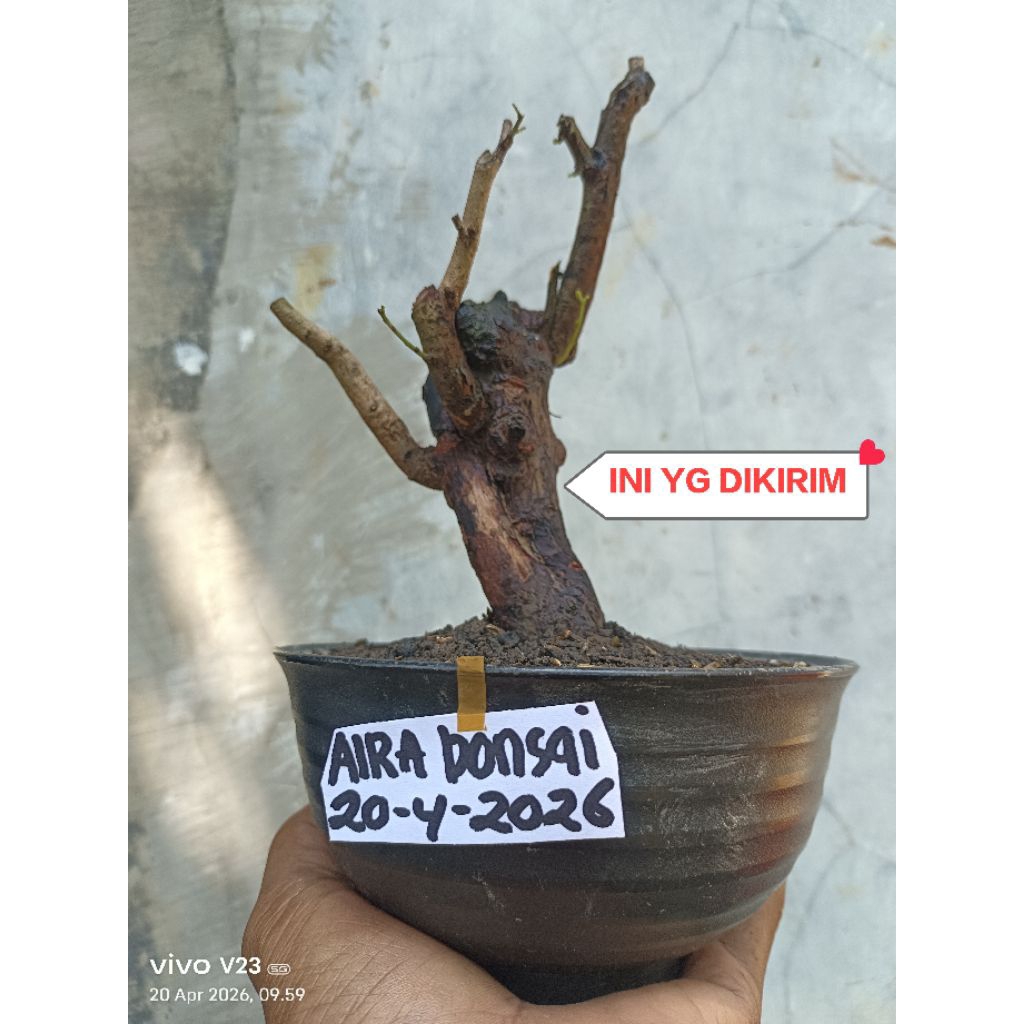 bahan bonsai asem malaka dongkelan