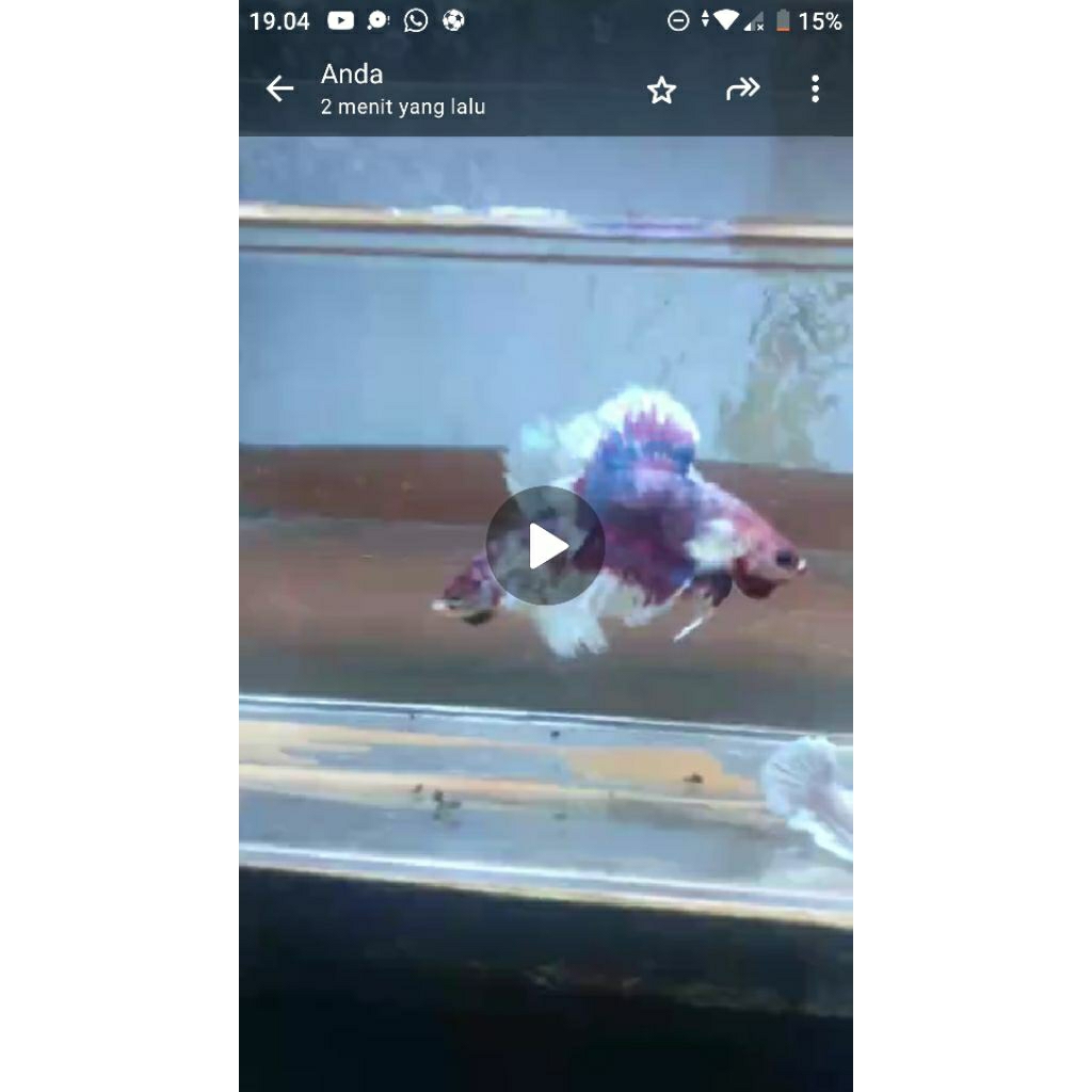 co hmde 1pair+male