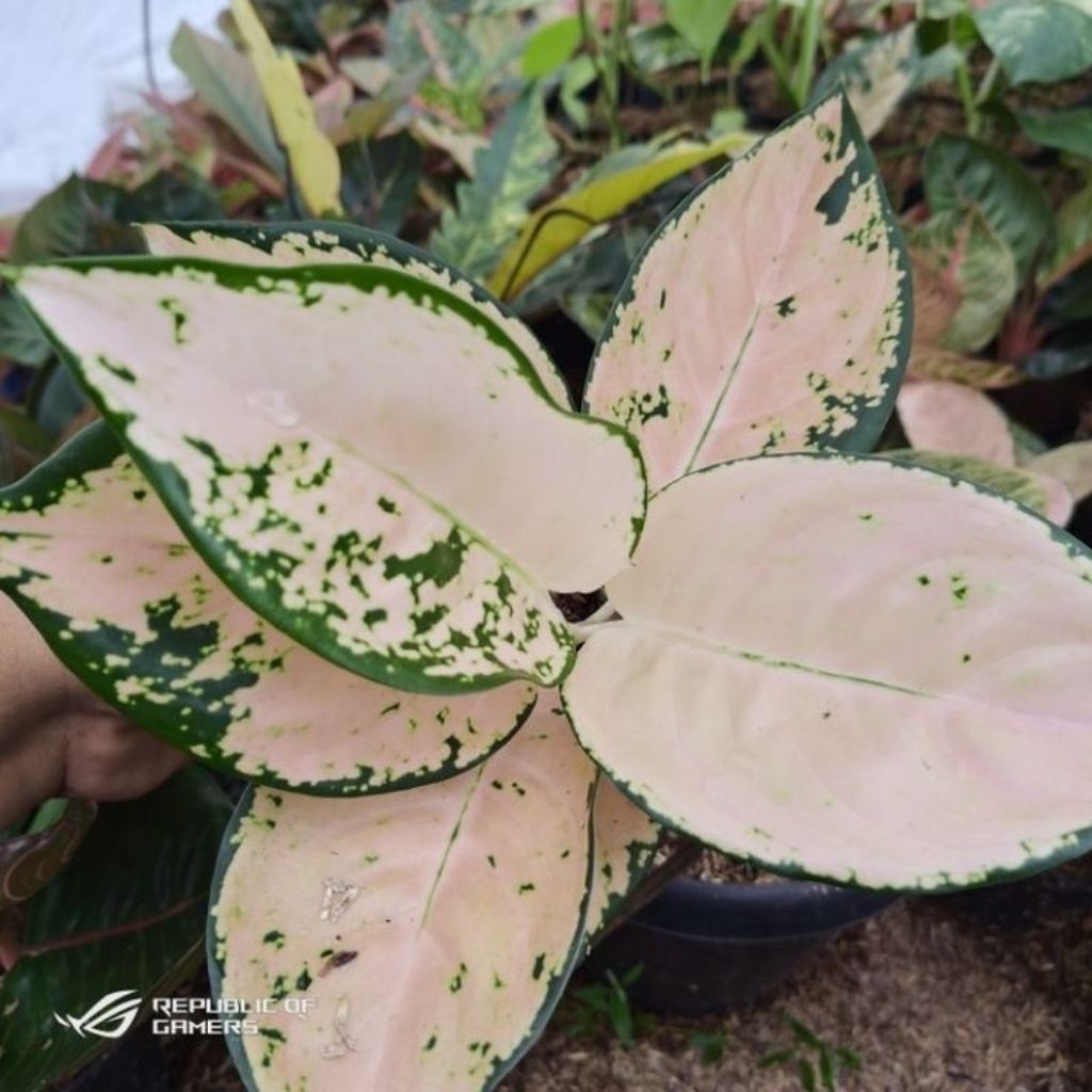 Bunga Aglonema Suksom White (bonggol)