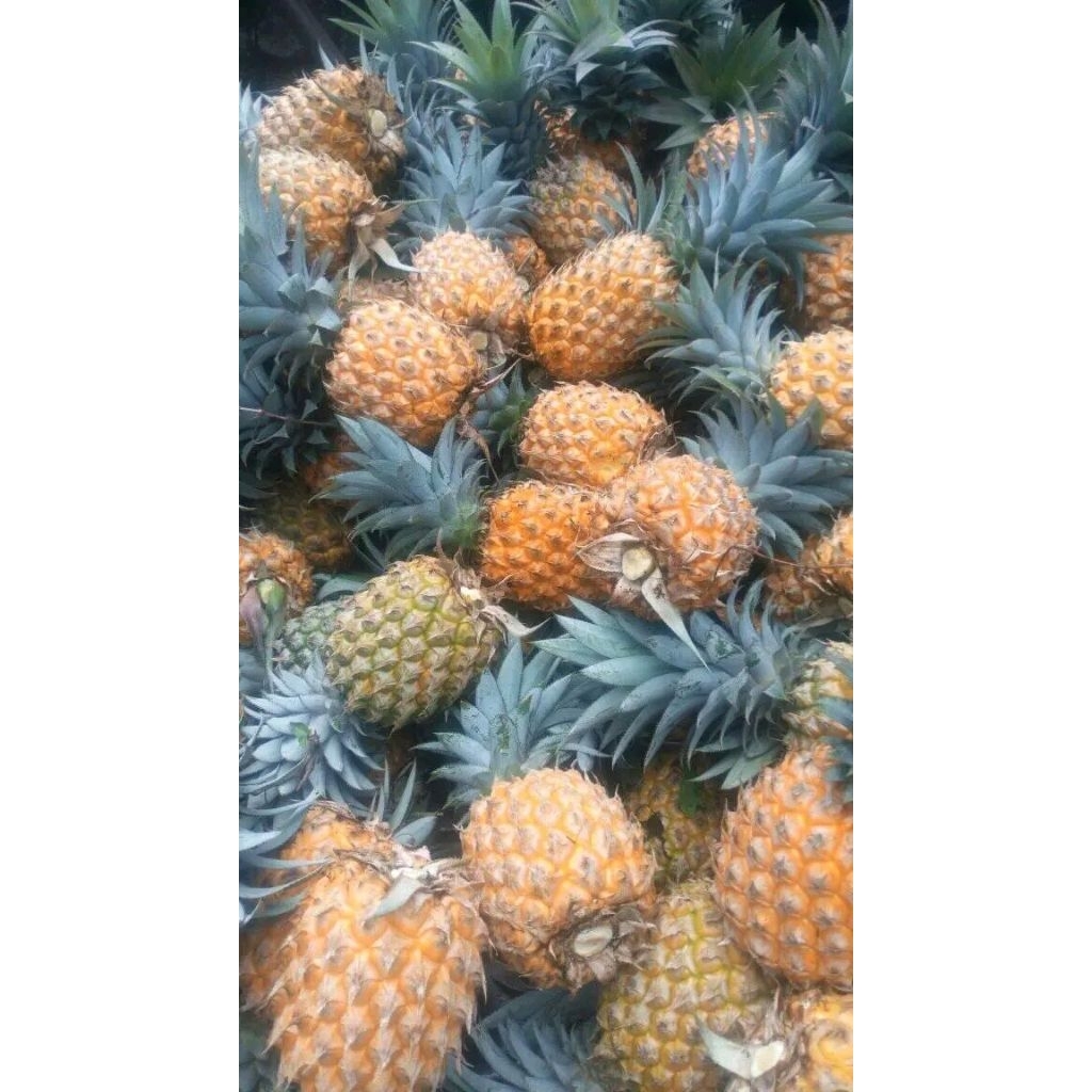 nanas madu pemalang