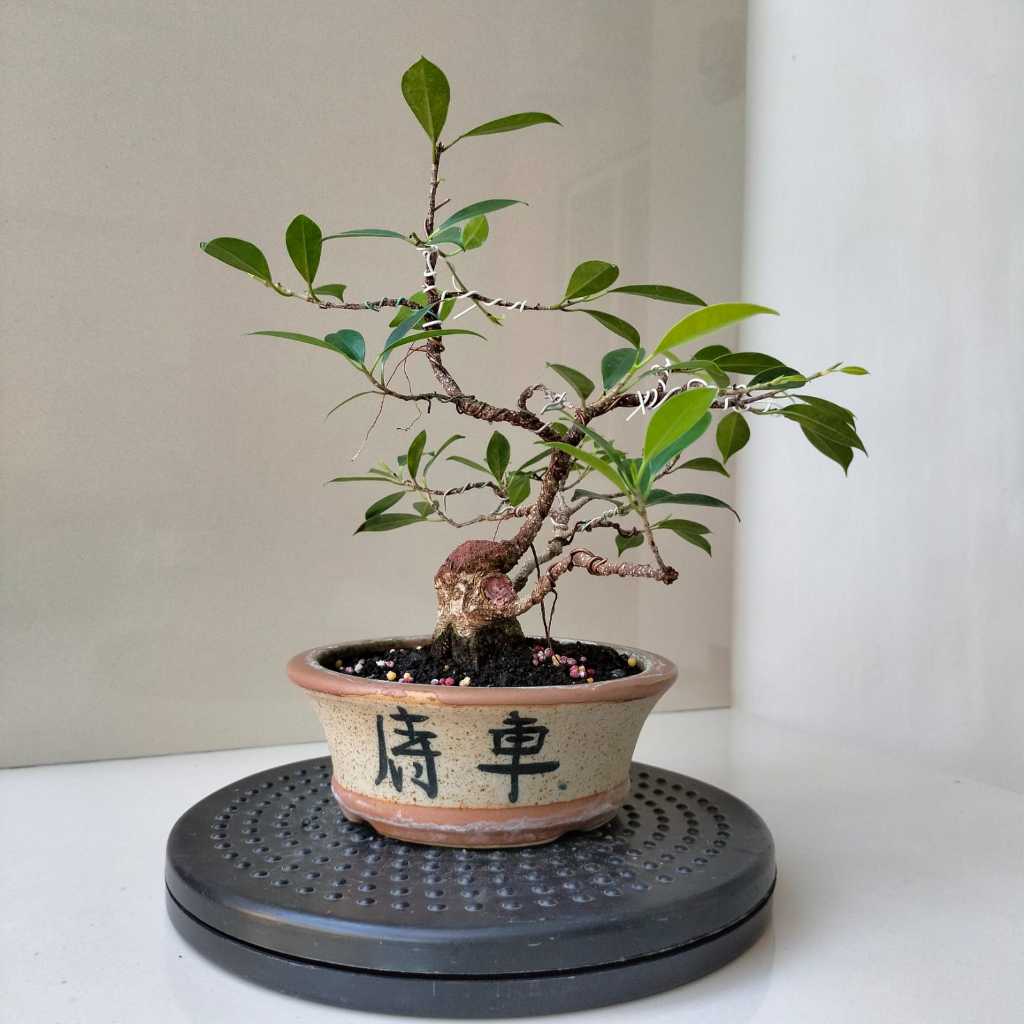 Bonsai Kimeng - Pot Bundar 1 - Siap Pajang