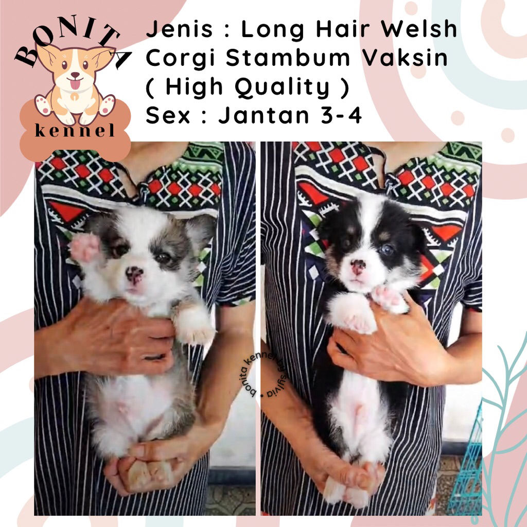 Long Hair Welsh Corgi Stambum Sable Three Color Anak Anjing Corgi Jantan Betina