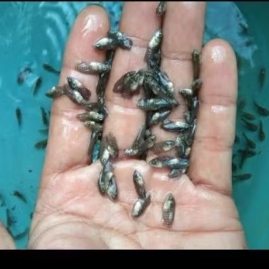 gurame hitam UK nguaci isi 50