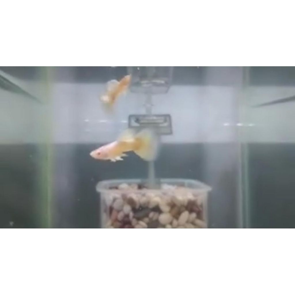 Ikan Guppy AFW albino full white sepasang - hiasan aquarium