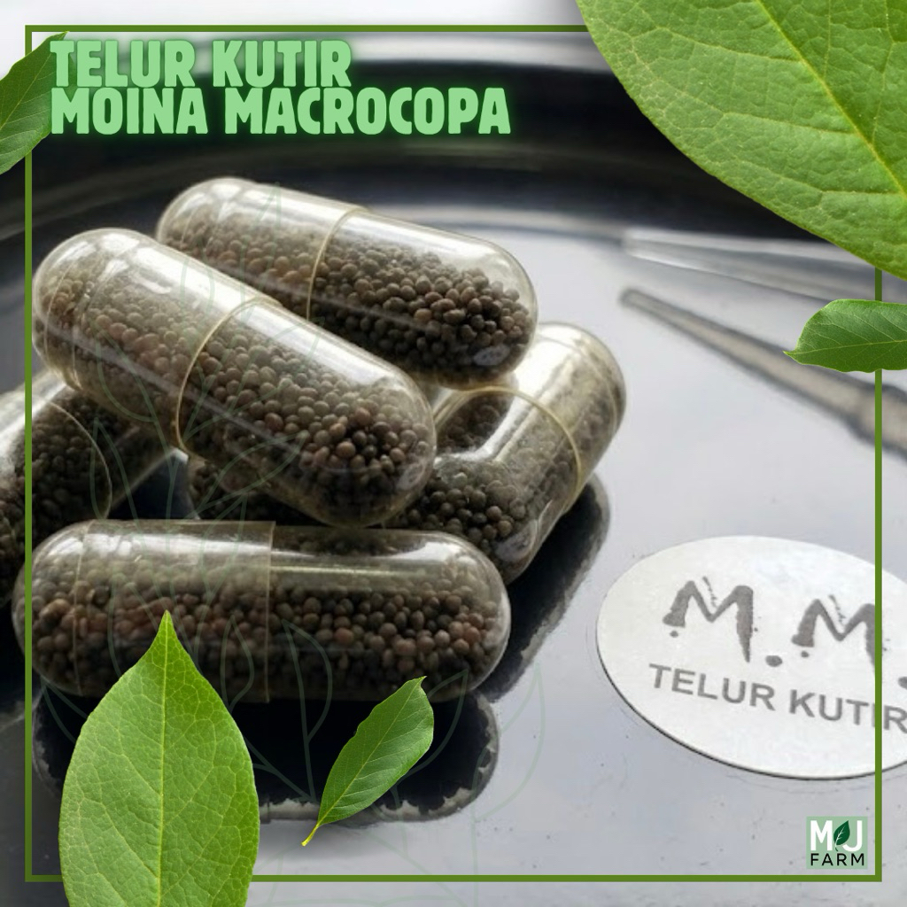 Telur Kutu Air Moina Macrocopa Asli Sudah uji penetasan