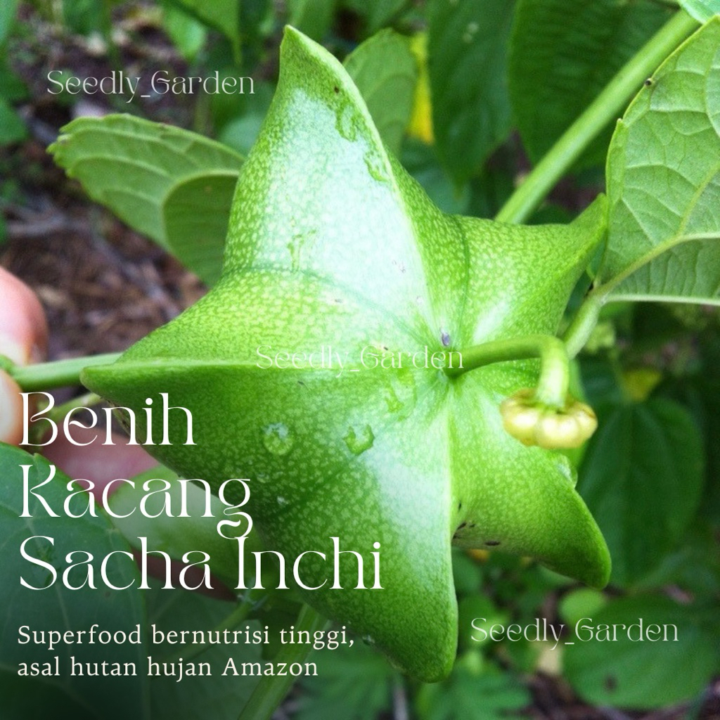 Seedly plant - 10 Butir Benih Tanaman Kacang Sacha Inchi | Kacang Bintang