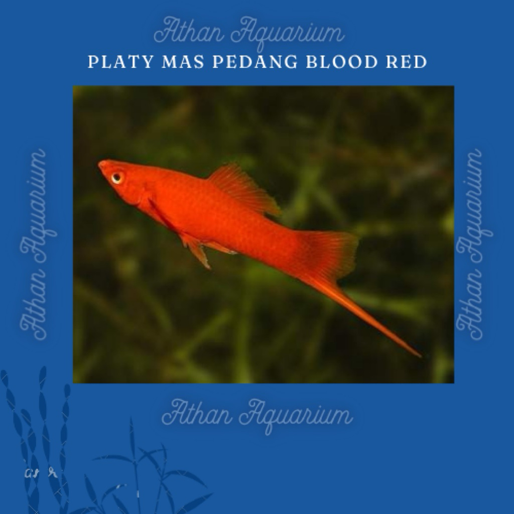 Ikan Mas pedang/platy swordtail blood red/mas pedang grade A size medium&besar ukuran 5-7cm