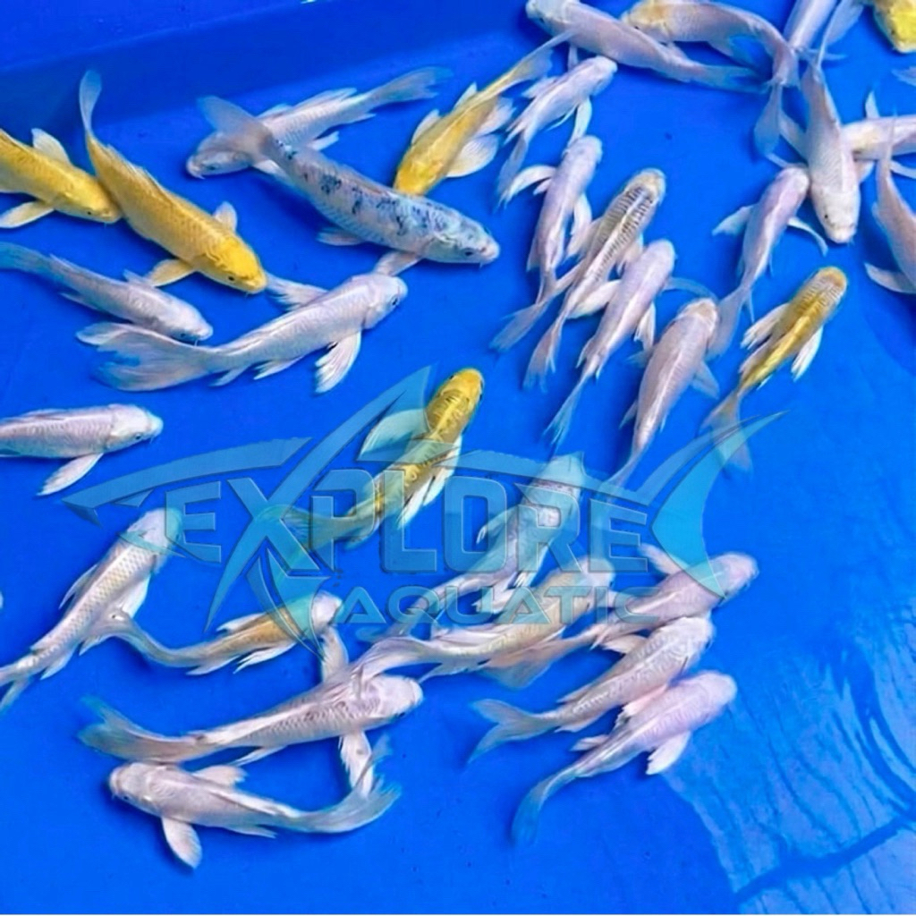 Ikan Koi Metalik Slayer 20-22cm Lolos Karantina