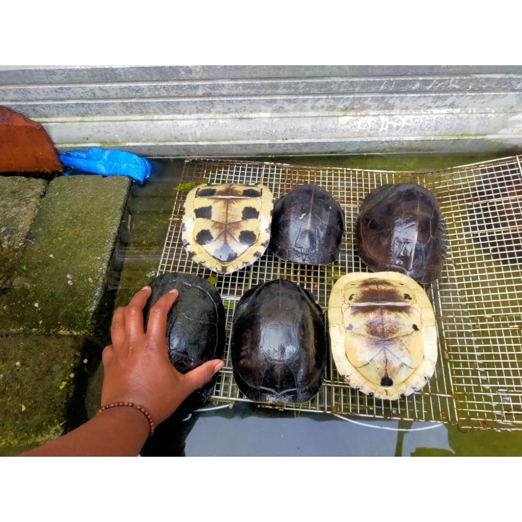 Hiasan Akuarium Kura-Kura Ambon Indukan JUMBO 20-23 cm 2 Ekor, Garansi Hidup