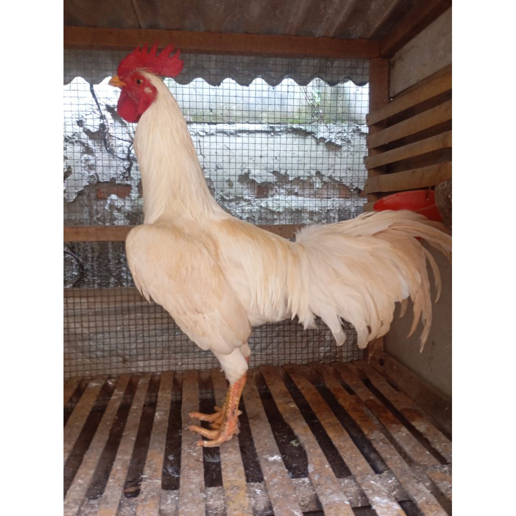 Ayam kampung jantan jago muda di Jakarta