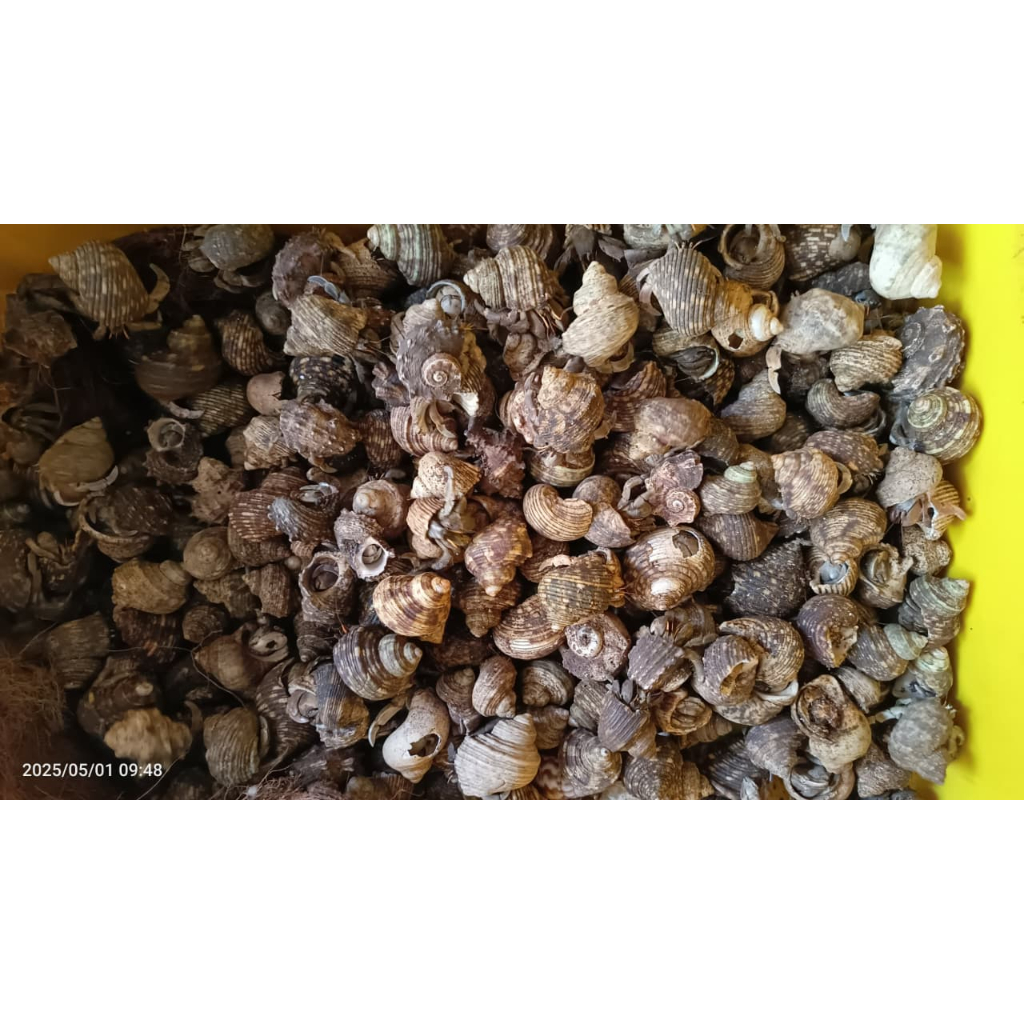 KEONG DARAT 500GRAM