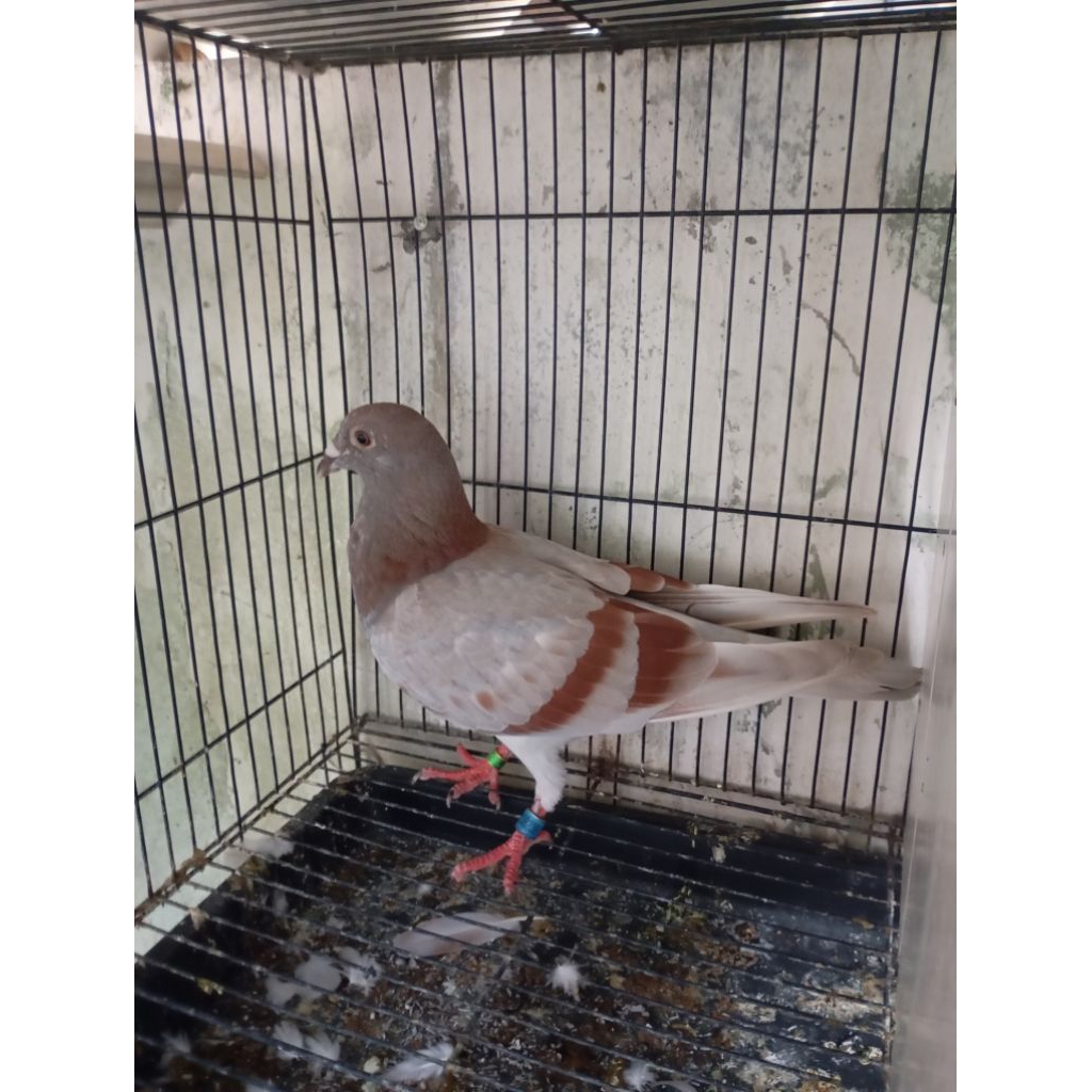 Merpati pos jantan Ring pomsi 2026