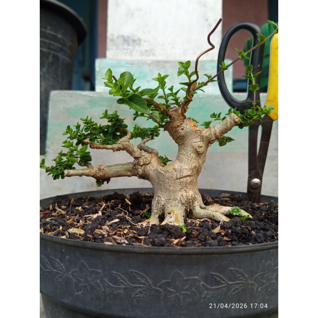 Bonsai Sancang Mame Siap Pajang Realpict