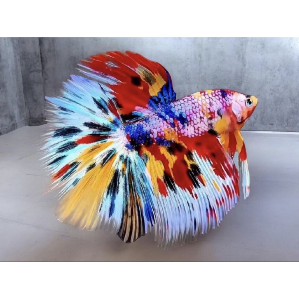 Hm Multicolor + Halfmoon Multicolor Grade A