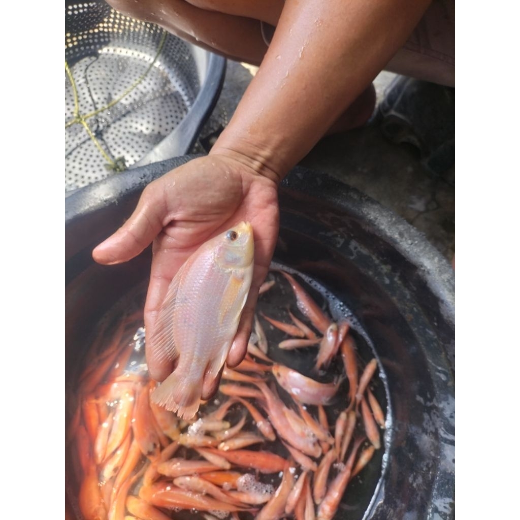 bibit ikan nila merah bangkok