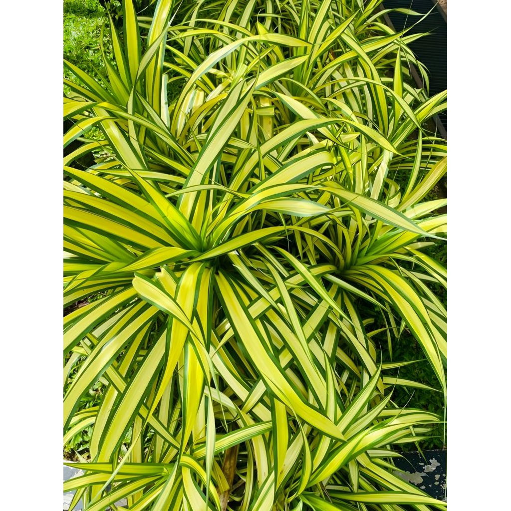 Pandan Kuning / Pandan Variegata Tanaman Hias Outdoor Rimbun Tinggi ±20 Cm Dari Akar - Cocok Untuk D