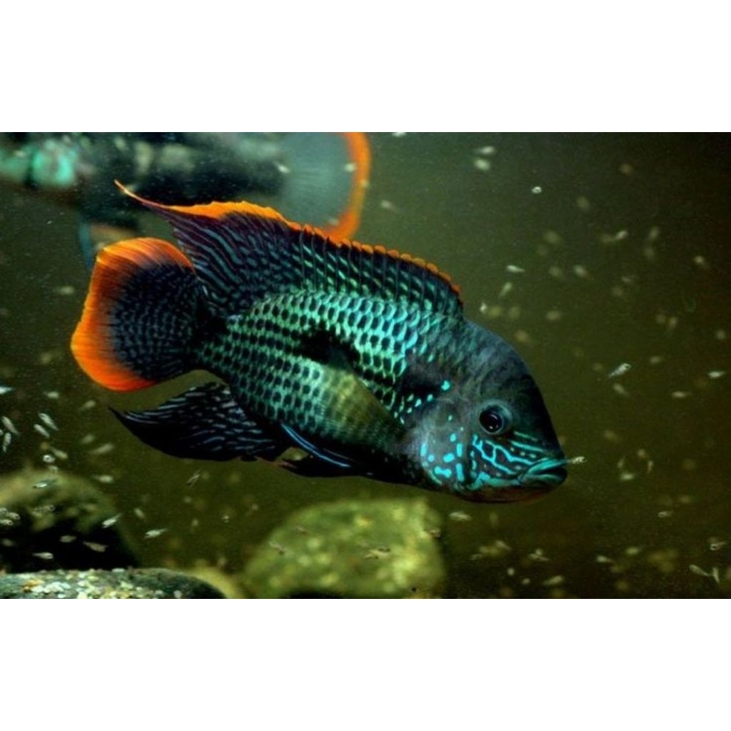 Hiasan goodmarking 3 jari ikan green terror cichlid goldsaum, golsom