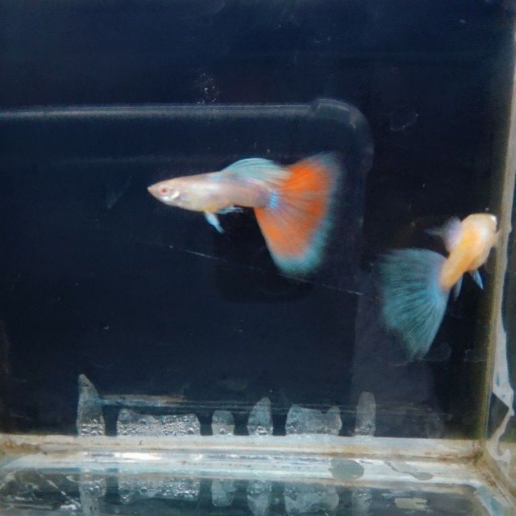 hiasan aquarium guppy sky red