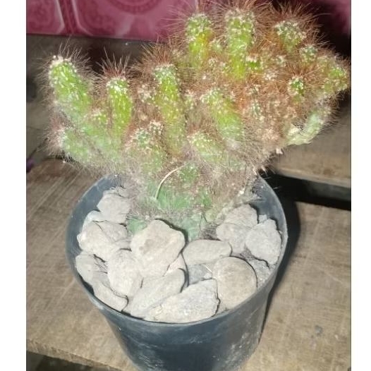 Kaktus Duri Jembut Hasan Kecil Cocok di Kantor