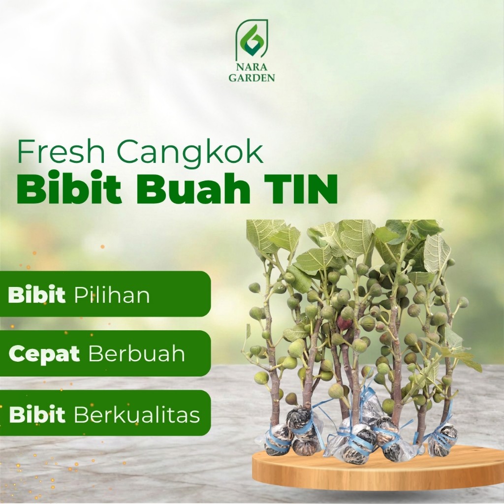 Bibit Buah Tin Cangkok Siap Berbuah Tanaman Buah Segar
