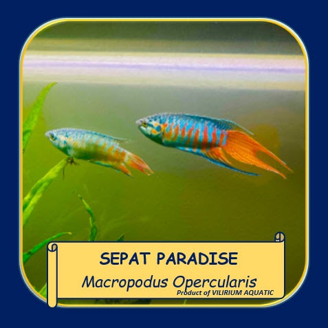 IKAN HIAS AIR TAWAR - SEPAT PARADISE / CUPANG PARADISE (IKAN AQUASCAPE)