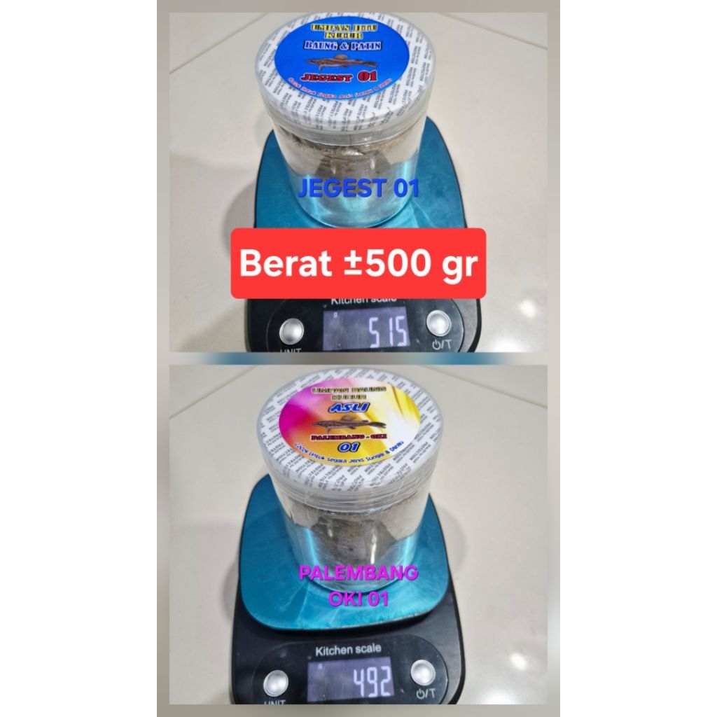 KUCUR TOPLES PALEMBANG OKI JEGEST / UMPAN KUCUR PATIN BAUNG / UMPAN SIAP PAKAI