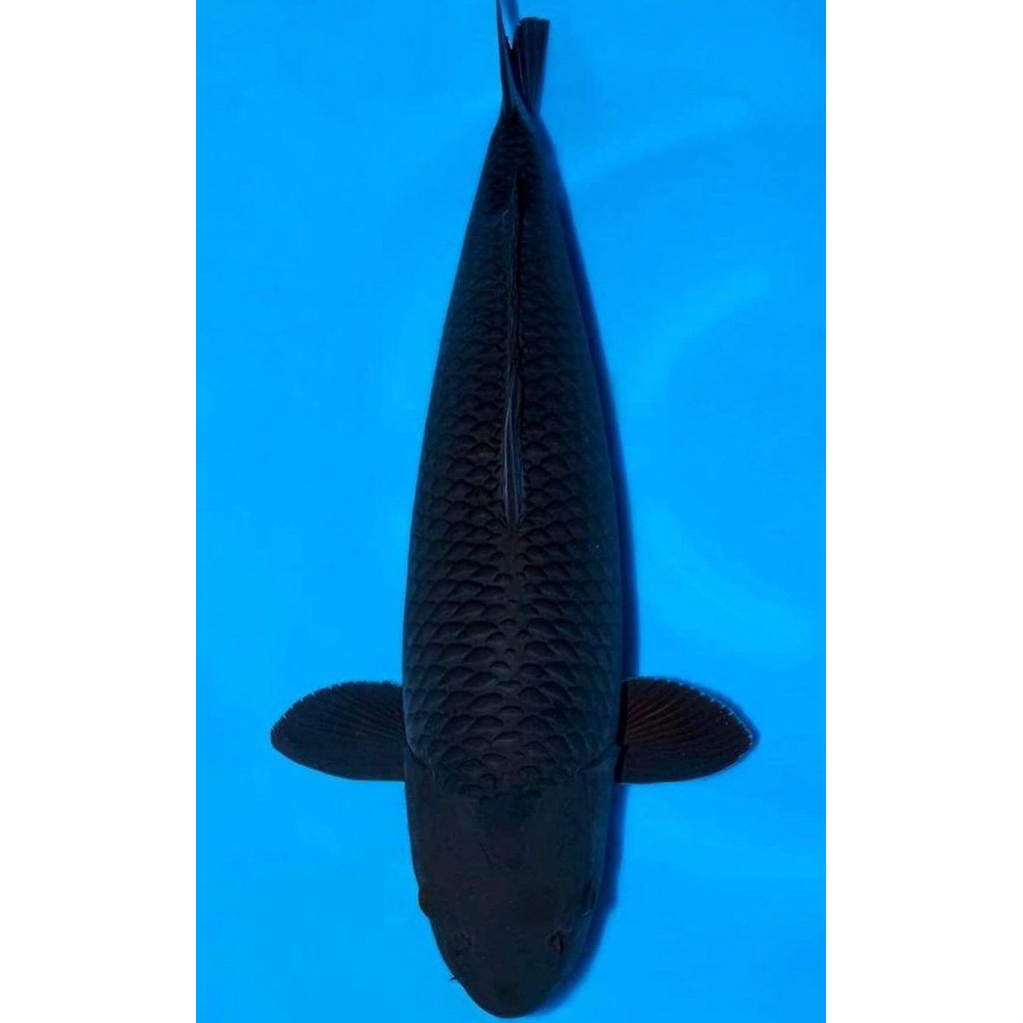 Koi Karasugoi 20cm Berkualitas tinggi