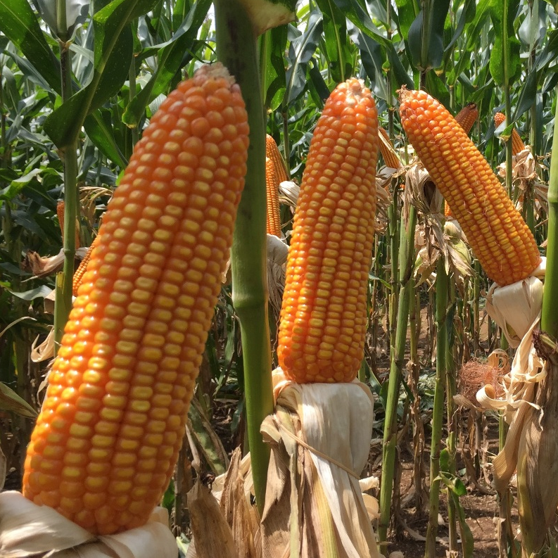 30 Biji - Benih Jagung NK 6172 PERKASA Hibrida F1 Unggul