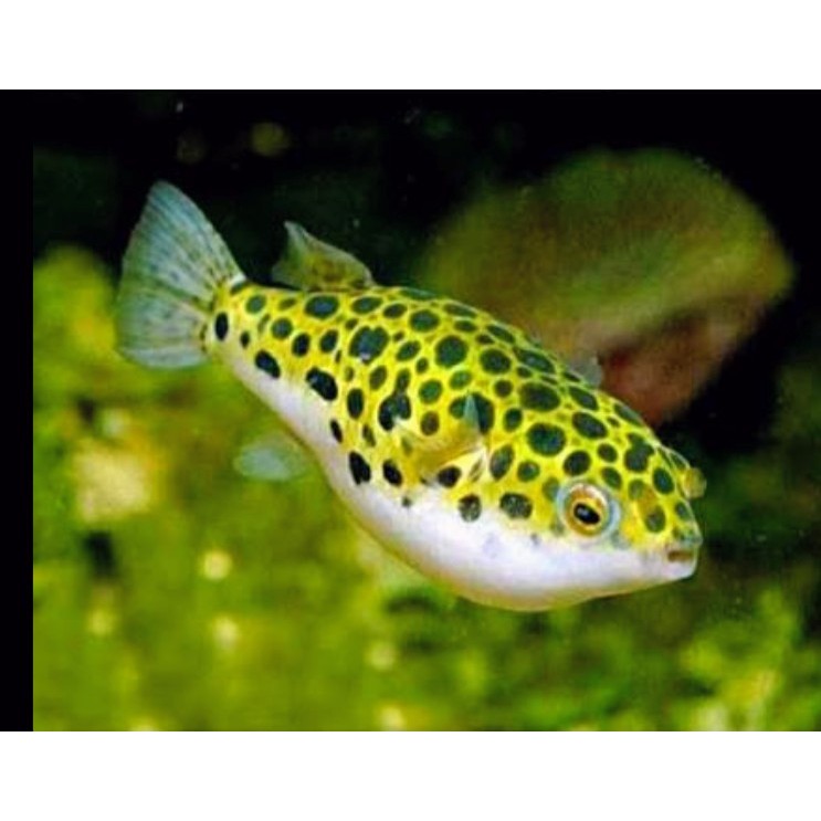 Ikan Hias Mini Puffer