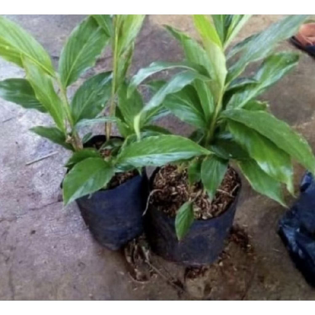 Pohon Honje Hijau/ Tanaman Kecombrang/ Honje Kecombrang