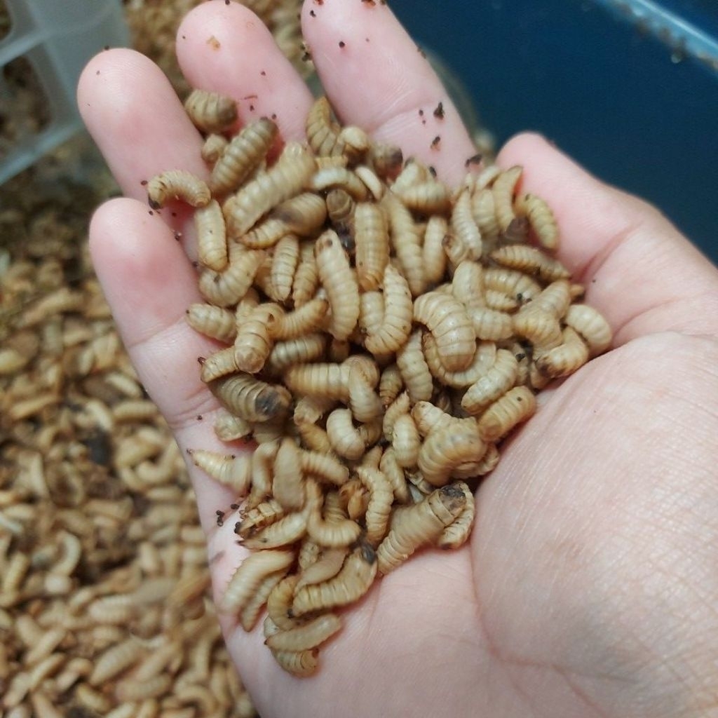 maggot fresh,maggot bsf