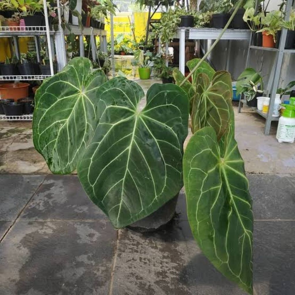 anthurium magnificum kuping gajah jumbo