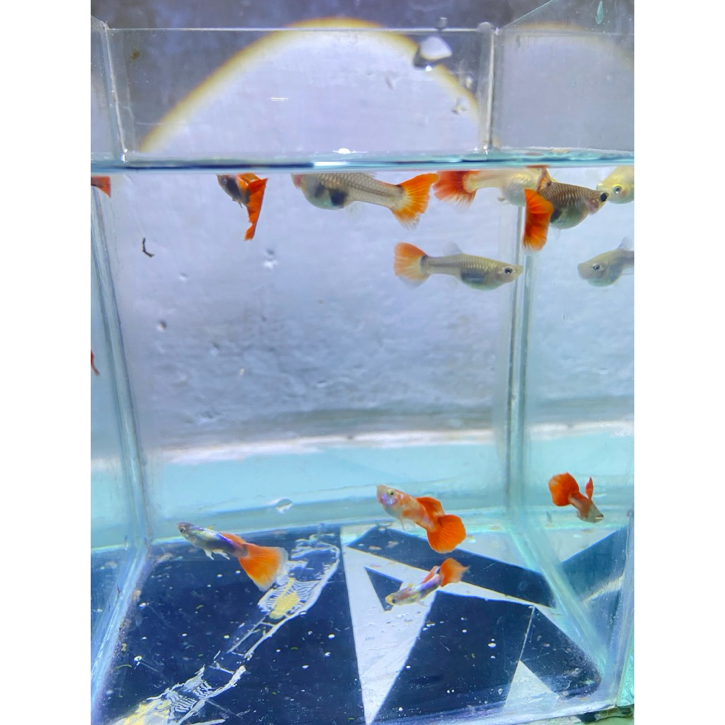 hiasan aquarium Platinum red tail (PRT) / guppy Platinum red tail