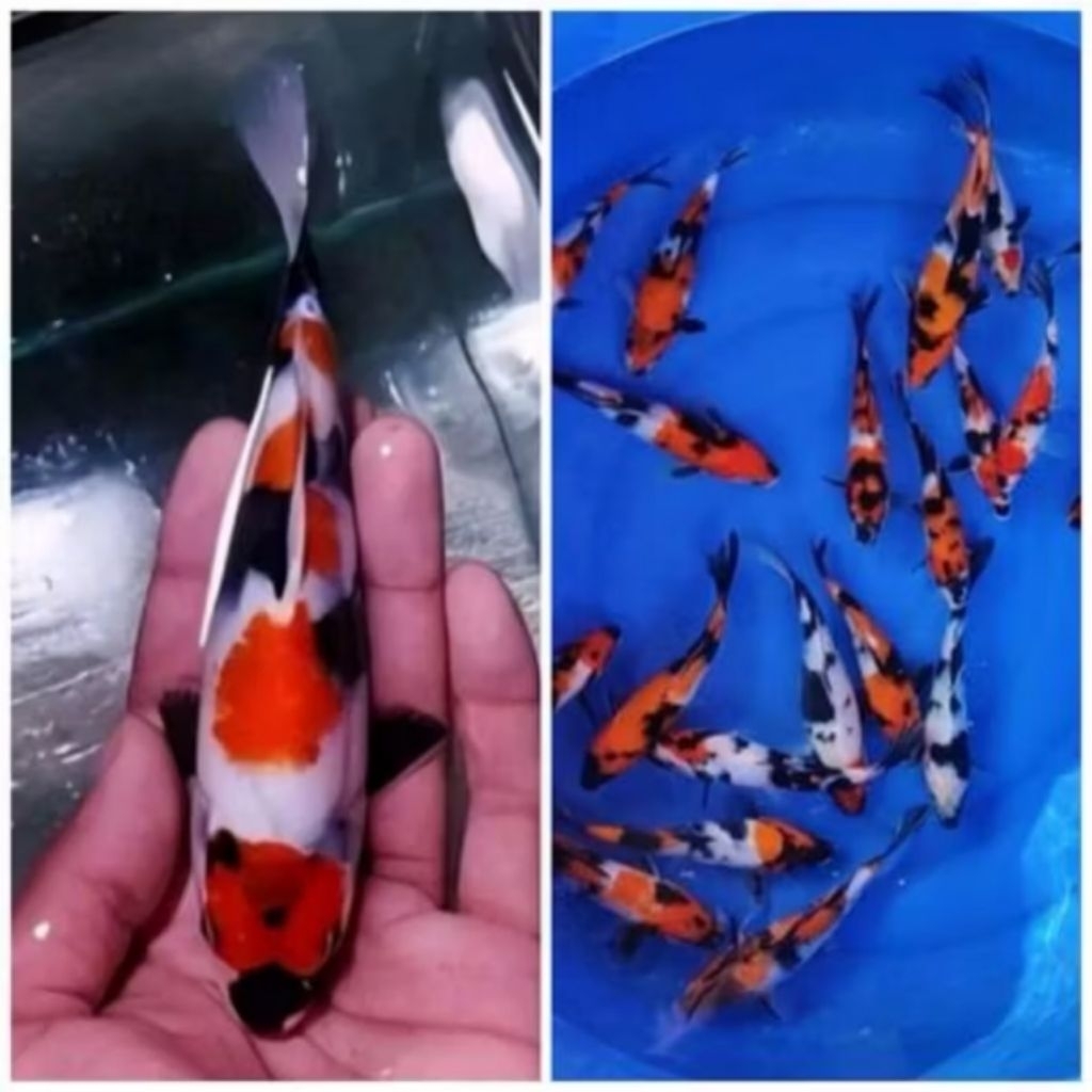 Koi Showa Shiro Utsuri Size 10-12 cm Hiasan akuarium dan kolam Taman