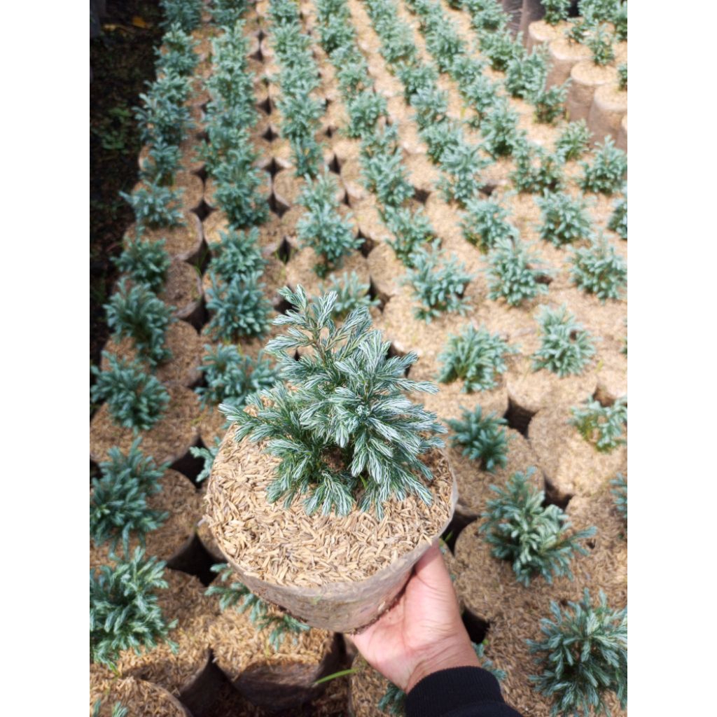Tanaman hias cemara perak Silver Artemisia | Tanaman Hias Unik Aesthetic | Cocok Taman Minimalis & D