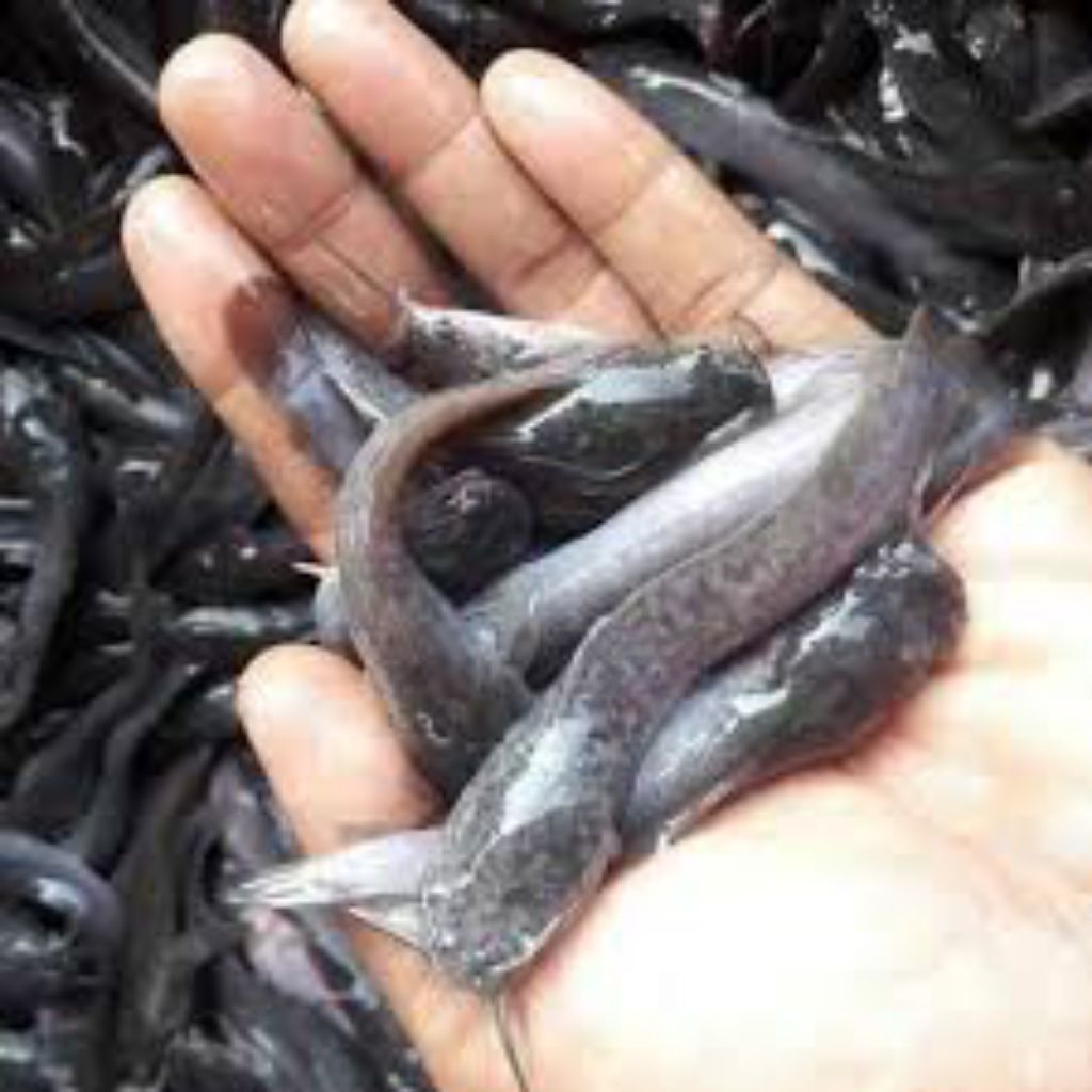 benih lele mutiara 55 pcs