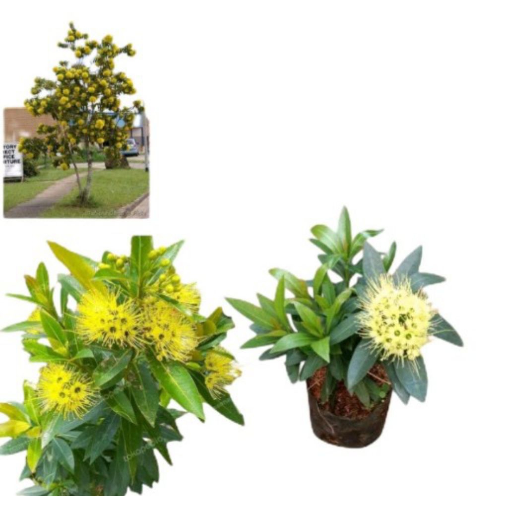 Bibit Tanaman Bunga Santos Lemon Kuning - Bibit Tanaman Bunga Santos Lemon Kuning - xanthostemon chr