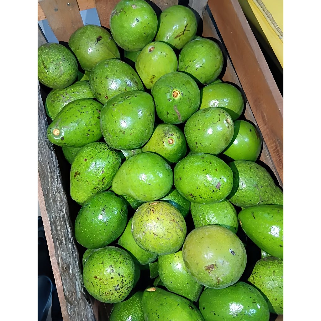 Alpukat Mentega Padang Daging Tebal, Creamy, Manis