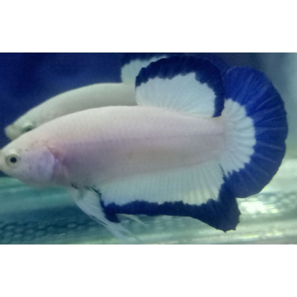 blue rim sepasang (ORI Thailand)