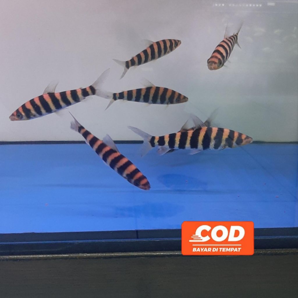 Ikan Kaos Kaki Ikan Hias Cantik Leporinus Fasciatus Ikan Hias Akuarium Rare Item